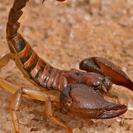 سمپاشی-عقرب ورتیل