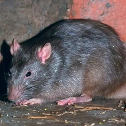 سمپاشی-تله گذاری-موش