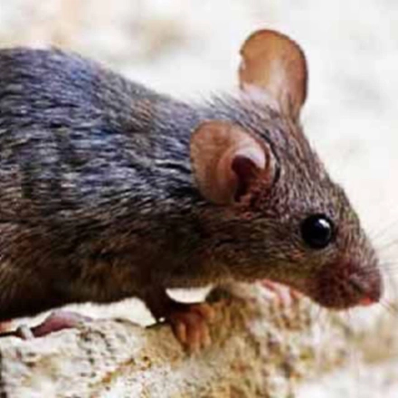 سمپاشی-تله گذاری-موش