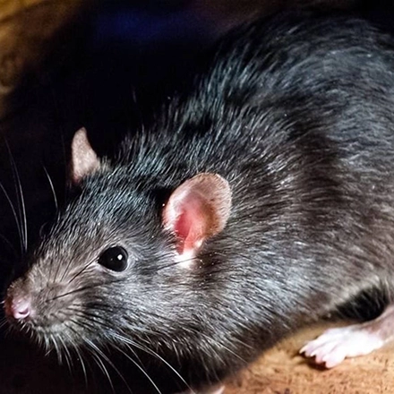 سمپاشی-تله گذاری-موش