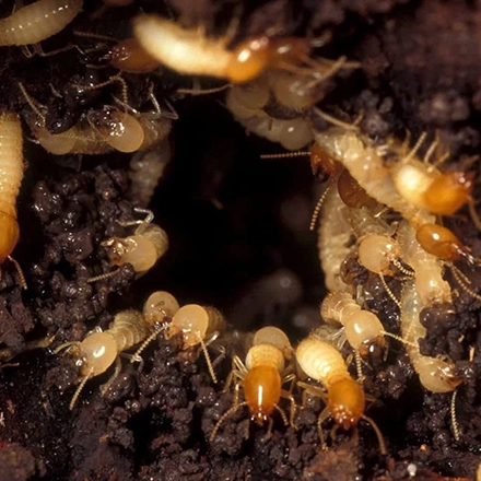 سمپاشی-موریانه