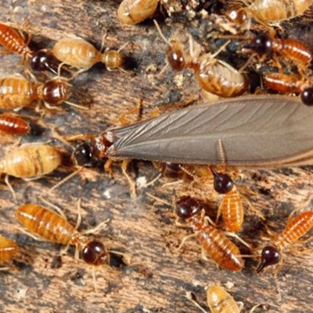 سمپاشی-موریانه