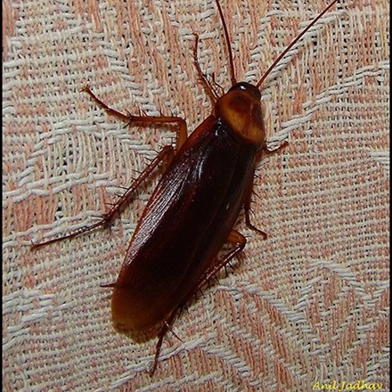 سمپاشی-سوسک